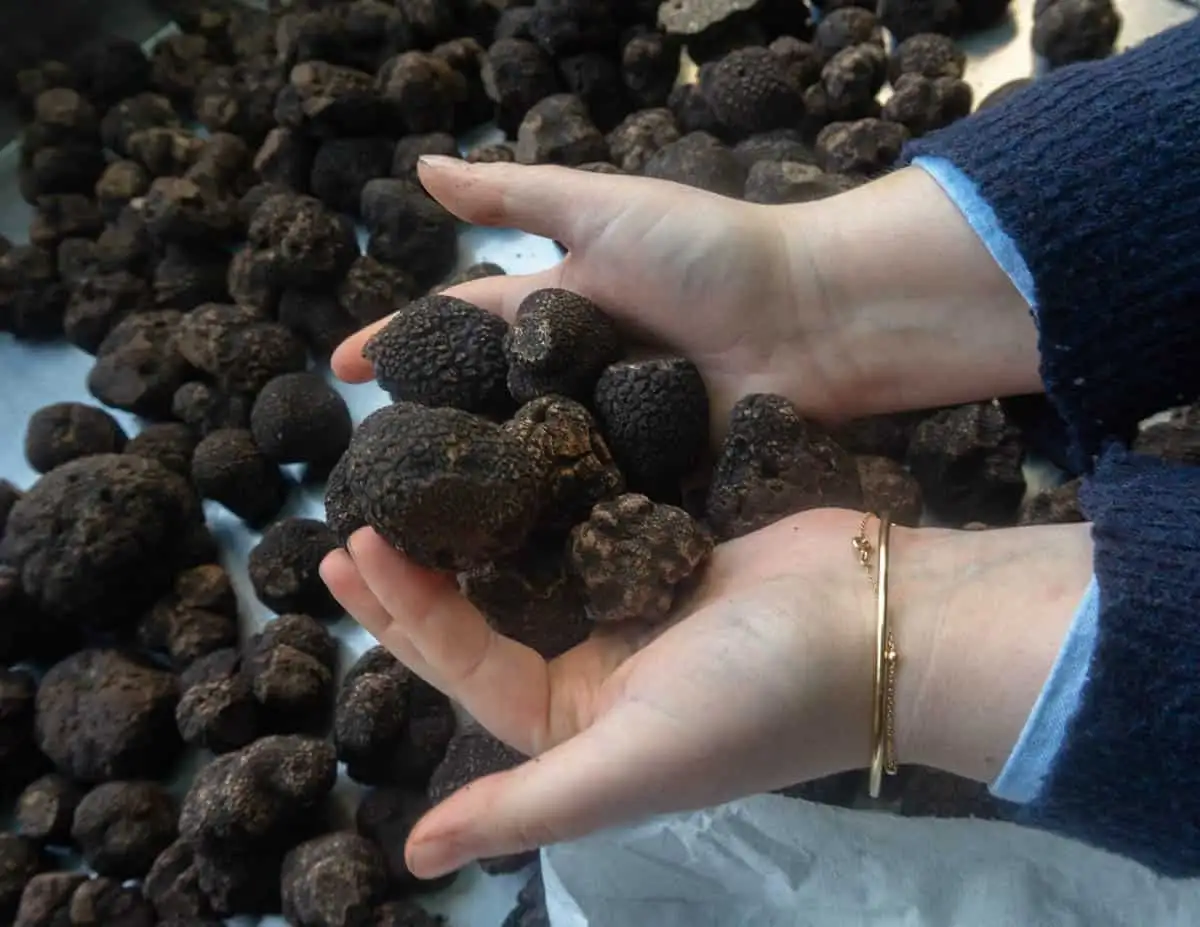 Black Truffles in Hands